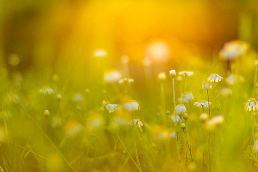 Billede af sommerblomster